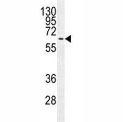 Anti-MAPK15, clone 168CT10.6.6