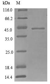 Protein CYR61 (Cyr61), mouse, recombinant