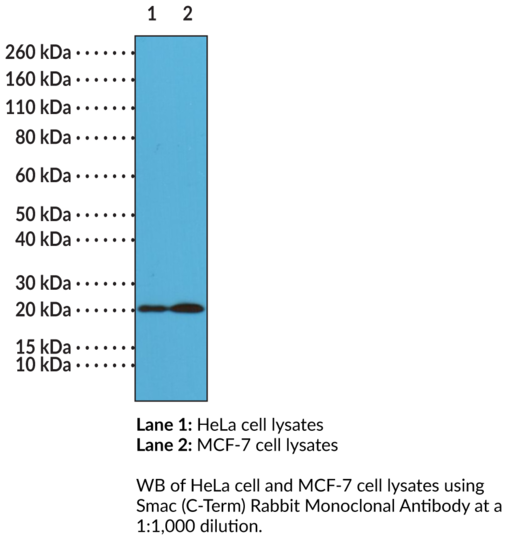 Anti-Smac (C-Term) Rabbit Monoclonal Antibody (Clone RM271)