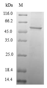 Transcription initiation factor TFIID subunit 11 (TAF11), human, recombinant