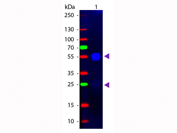 Anti-Rabbit IgG (H&amp;L) [Goat] Min X Bv Hs Hu Ms Rt &amp; Sh serum proteins Fluorescein conjugated F(ab')2