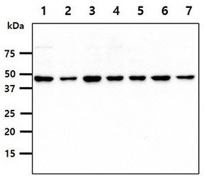Anti-PSMD11, clone 2C7
