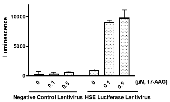 HSE Luciferase Reporter Lentivirus (Heat Shock Response)