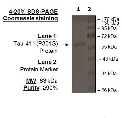 Tau-441 (P301S) Protein