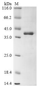 Pectate lyase 1, Juniperus ashei, recombinant