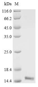 Fatty acid-binding protein, adipocyte (Fabp4), recombinant mouse