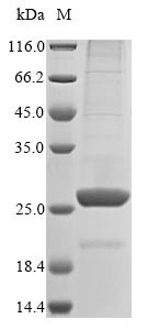 Angiopoietin-like protein 8 (Angptl8), mouse, recombinant