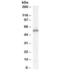 Anti-Neurotrophin 4