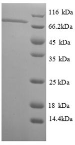 DNA polymerase I, thermostable (polA), partial, recombinant Thermus aquaticus