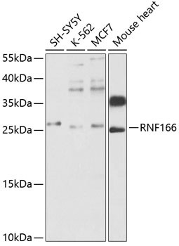 Anti-RNF166