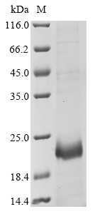 Killer cell lectin-like receptor subfamily G member 1 (Klrg1), partial, mouse, recombinant