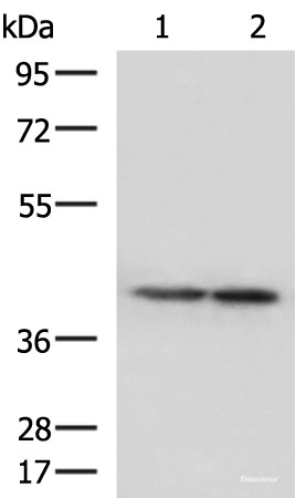 Anti-ATP6V1C1