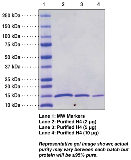 Histone H4 (human recombinant)