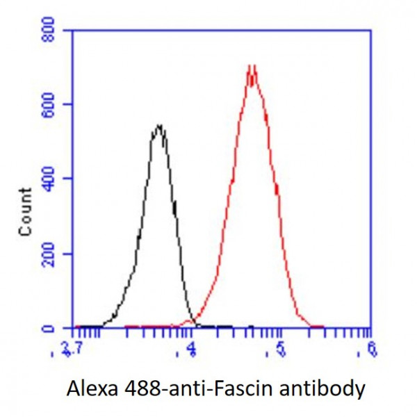 Anti-Fascin, clone 13D2