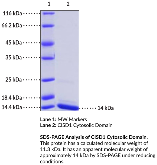 CISD1 Cytosolic Domain (human, recombinant)