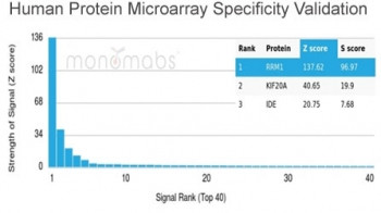 Anti-Ribonucleotide Reductase M1 / RRM1, clone RRM1/4372R