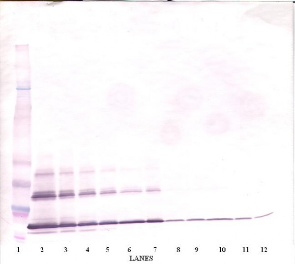 Anti-CD154 / CD40L (Biotin)