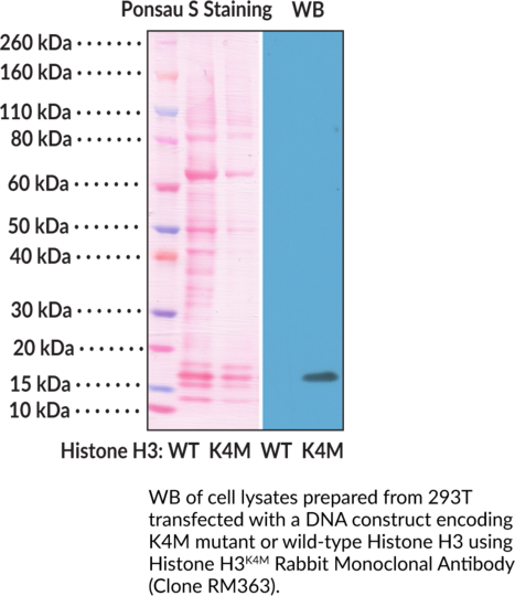 Anti-Histone H3K4M Rabbit (Clone RM363)