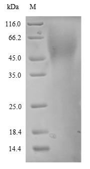 Endothelin-1 receptor (EDNRA), partial, human, recombinant