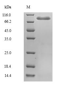 Mannan-binding lectin serine protease 2 (Masp2), mouse, recombinant