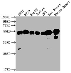 Anti-ATP5B Recombinant Monoclonal, clone 5F10