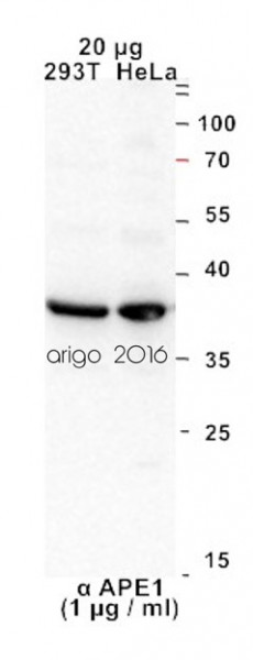 Anti-APE1 / APEX1, N-terminal