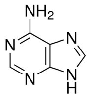 Adenine Free Base (6-Aminopurine)