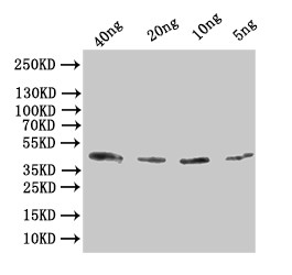 Anti-Alpha-bungarotoxin