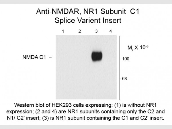 Anti-NMDA R1, Splice Variant C1