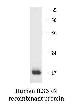 Human IL36RN recombinant protein (Active)