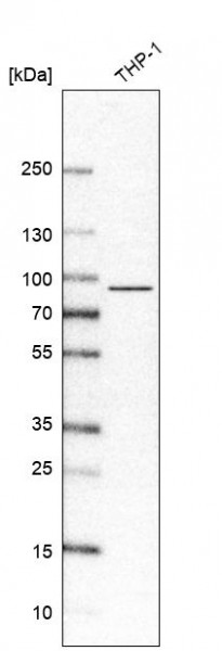 Anti-IL17RA, clone CL10283
