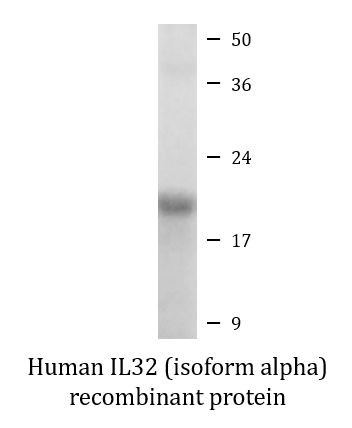 Human IL32 (isoform alpha) recombinant protein (Active)