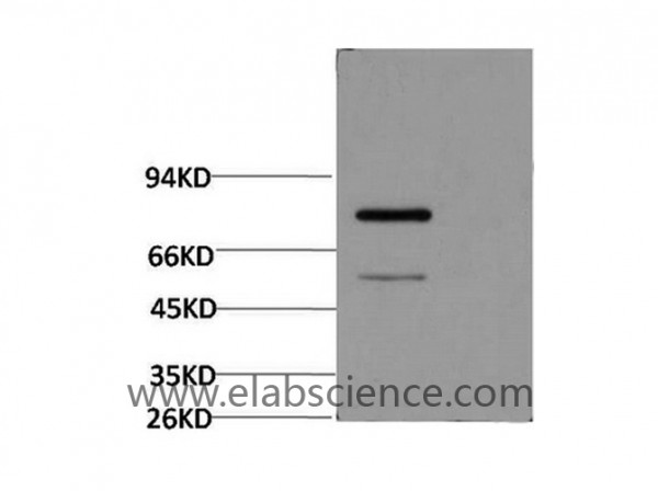 Anti-Luciferase, clone 2G11