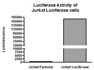 Firefly Luciferase Jurkat Cell Line