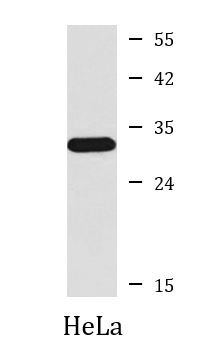 Anti-CDK2