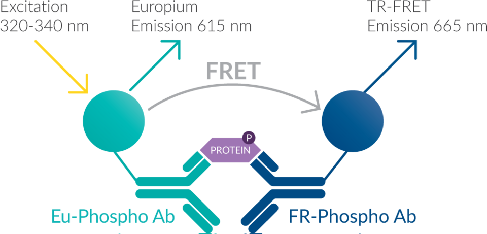 eIF2alpha (Phospho-Ser51) TR-FRET Assay Kit | Cayman Chemical | Biomol.com