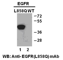 Anti-EGFR (L858Q)