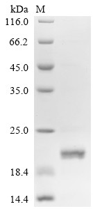 Prominin-2 (PROM2), partial, human, recombinant