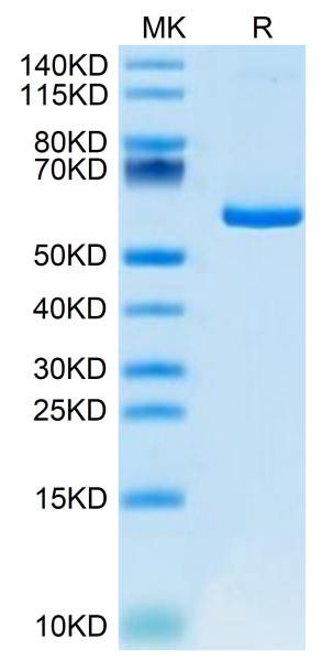 Mouse APLN Protein