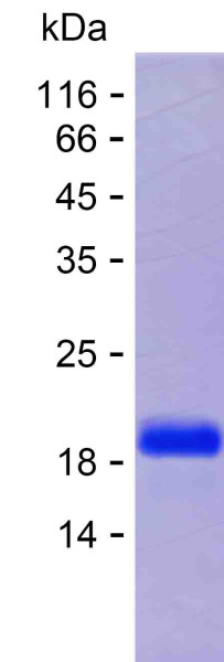 SUMO1 (human), recombinant protein