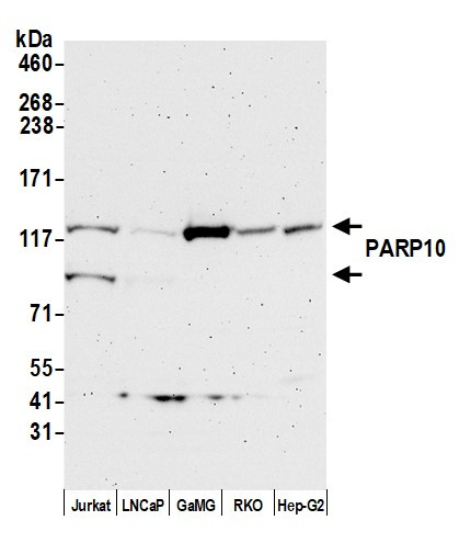 Anti-PARP10
