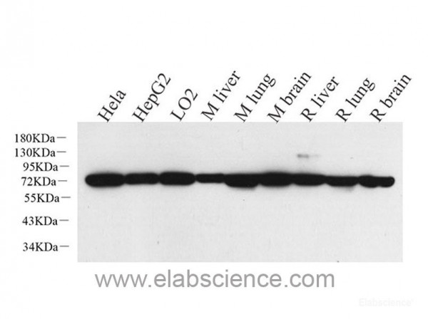 Anti-HSPA1A