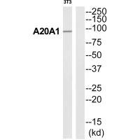 Anti-ANKRD20A1