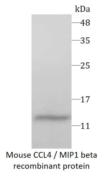 Mouse CCL4 / MIP1 beta recombinant protein (Active) (His-tagged)