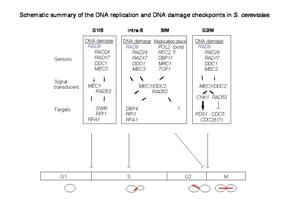 Anti-Rad9, pan reactive