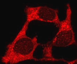 Anti-Cas9 (S. Pyogenes)