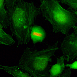 Anti-Phospho-Histone H4 (Ser1), Rabbit Monoclonal (RM194)