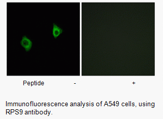 Anti-RPS9