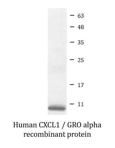 Human CXCL1 / GRO alpha recombinant protein