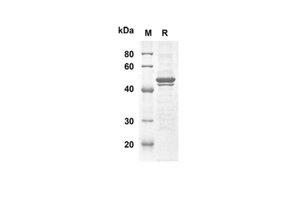 Recombinant Bovine DNTT/TDT protein